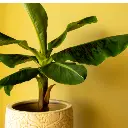 Banana Tree