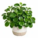 Baby rubber plant
