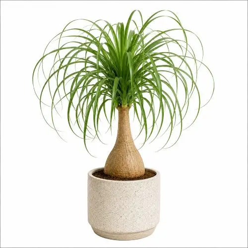 Ponytail palm