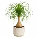 Ponytail palm