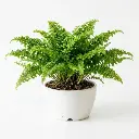 Ruffle Fern