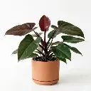 Red emerald philodendron
