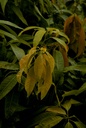 Mango plant