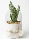 Snake plant gift