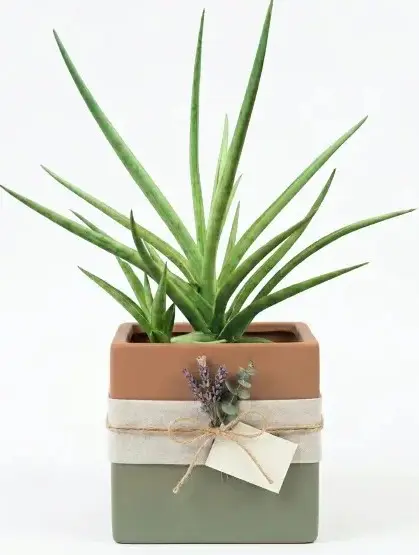 Dracaena hybrid