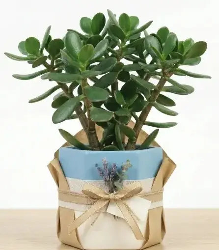 Jade plant GIFT POT
