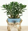 Jade plant GIFT POT