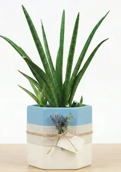 Medusa snake plant GIFT POT