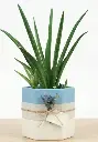 Medusa snake plant GIFT POT
