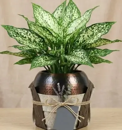 Aglaonema snow white GIFT POT