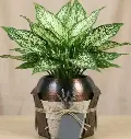 Aglaonema snow white GIFT POT