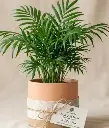 Parlour palm GIFT POT