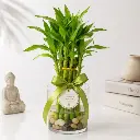 Lucky bamboo GIFT POT