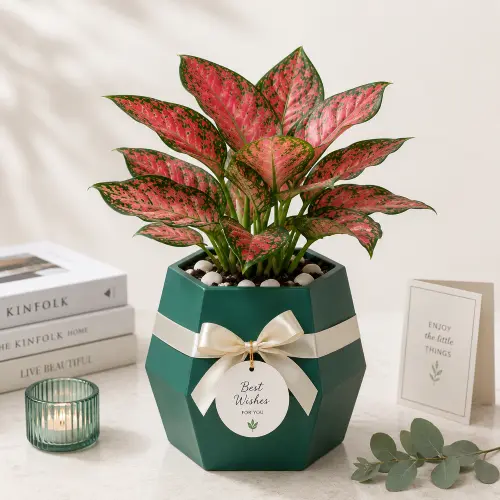 Aglaonema pink GIFT POT