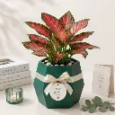 Aglaonema pink GIFT POT