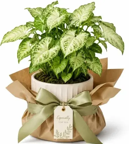 Syngonium GIFT POT