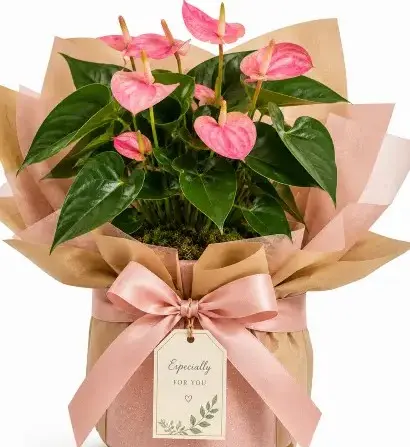 Anthurium pink GIFT POT