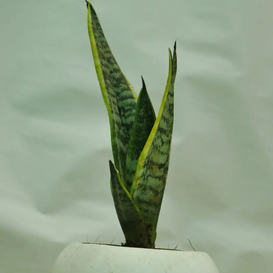 Snake plant 