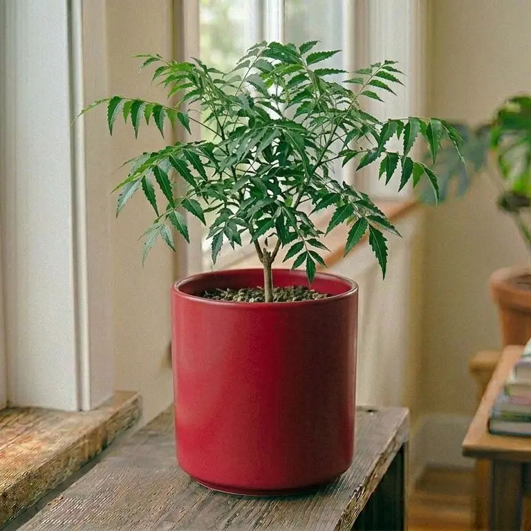 Neem tree