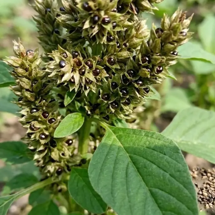  Green Leaf Amaranthus Seeds - 10g