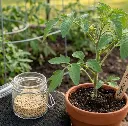 Tomato seeds