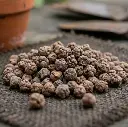 Beetroot seeds