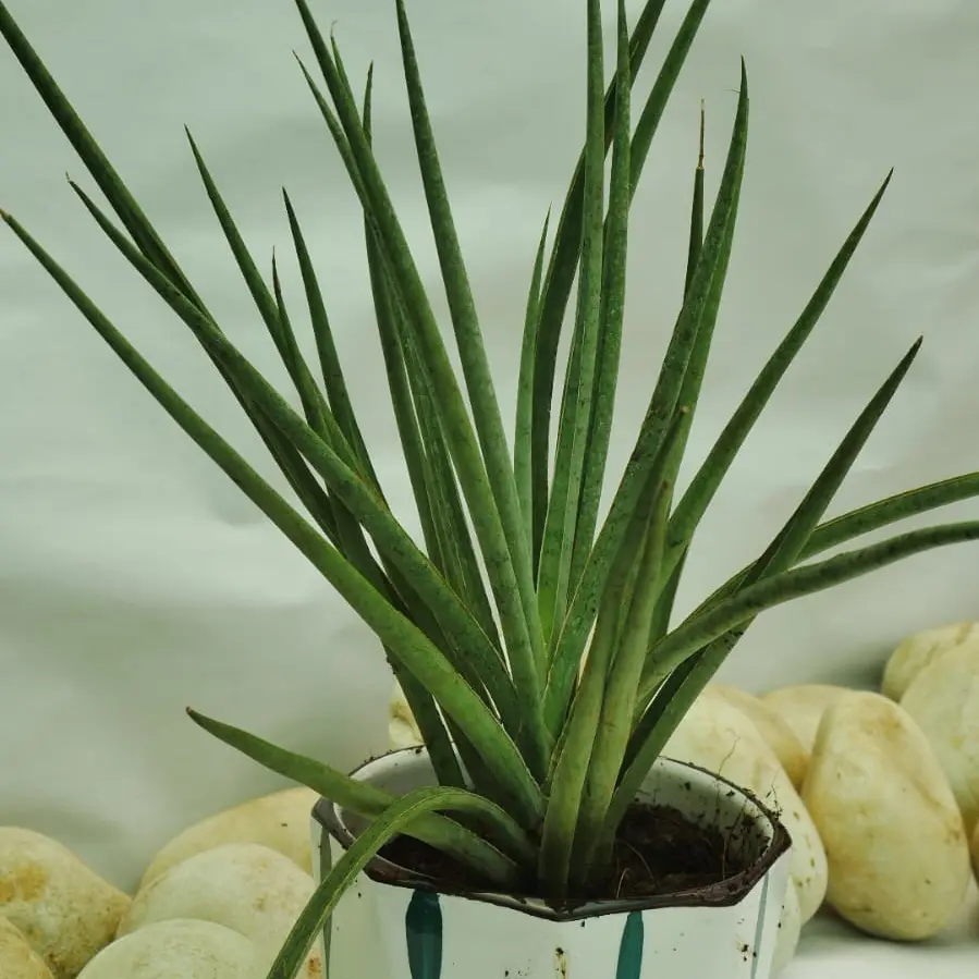 Sansevieria 'Fernwood'