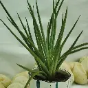 Sansevieria 'Fernwood'