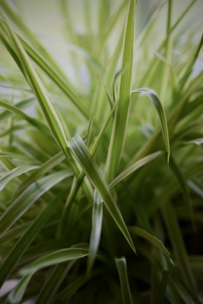 Spider plant 