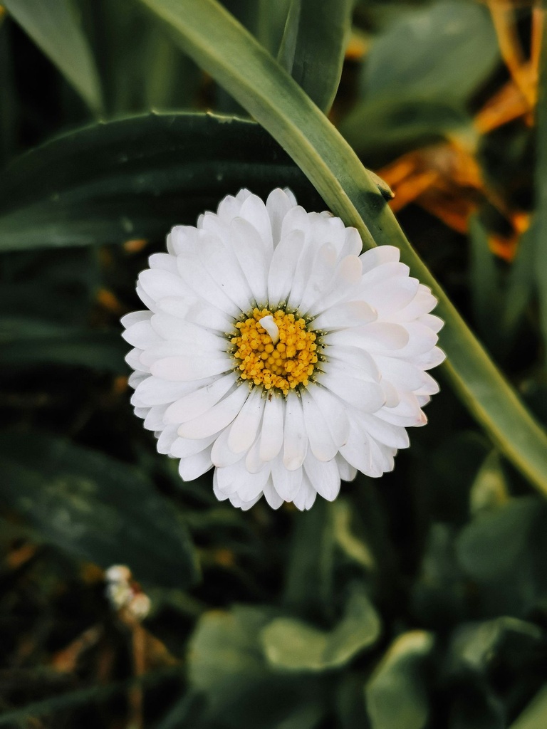 Daisy plant 