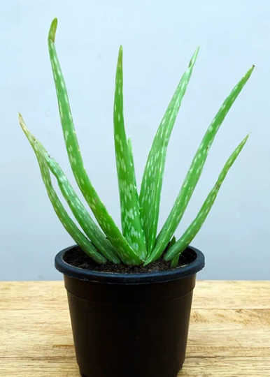Aloe vera 
