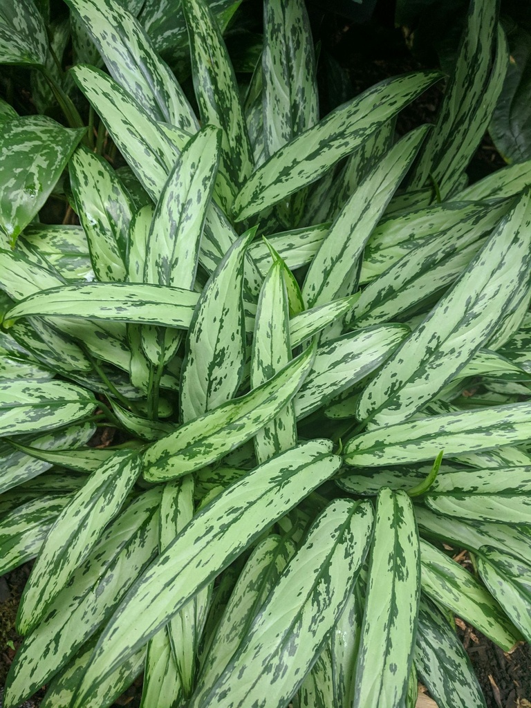 Chinese evergreen