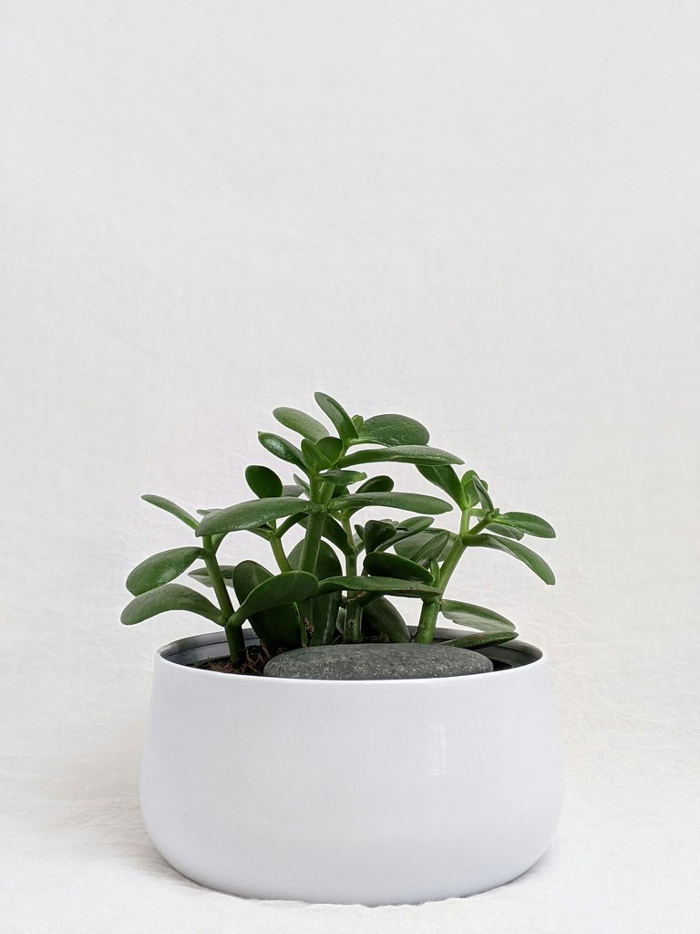 Jade plant 
