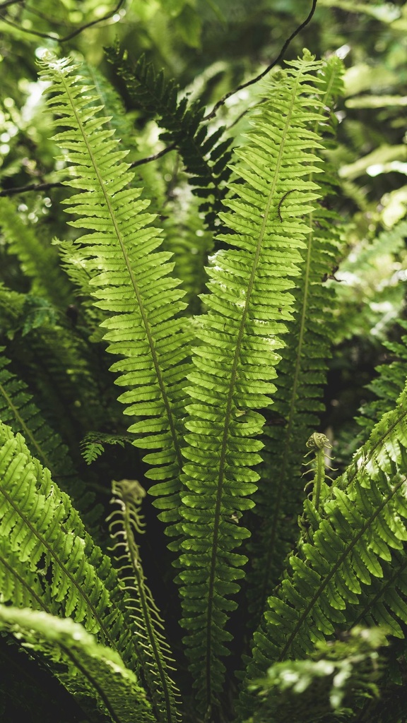 Boston fern