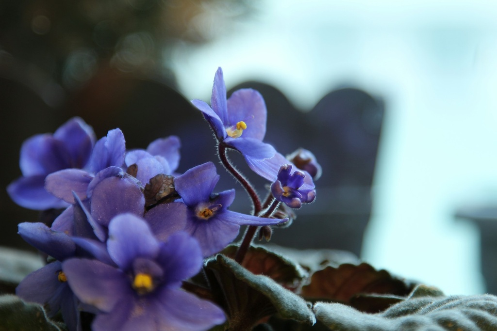 African violet