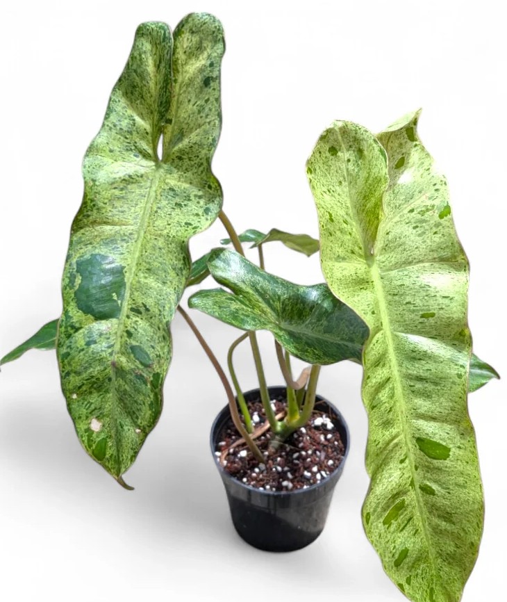 Philodendron paraisoverde