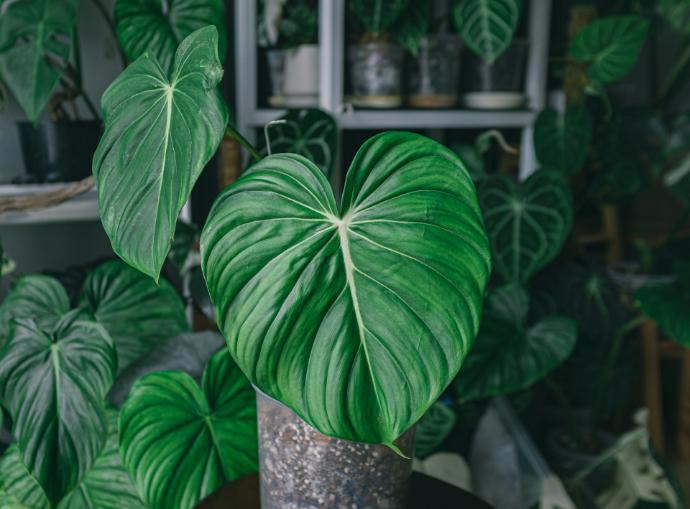 Philodendron
