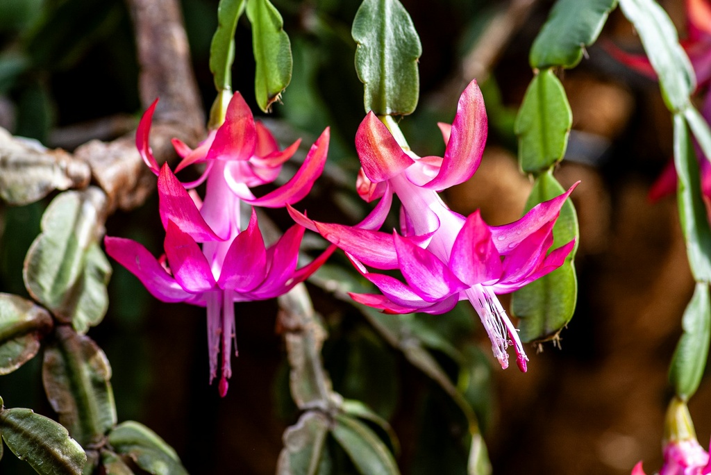 Christmas cactus