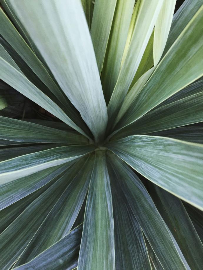 Yucca