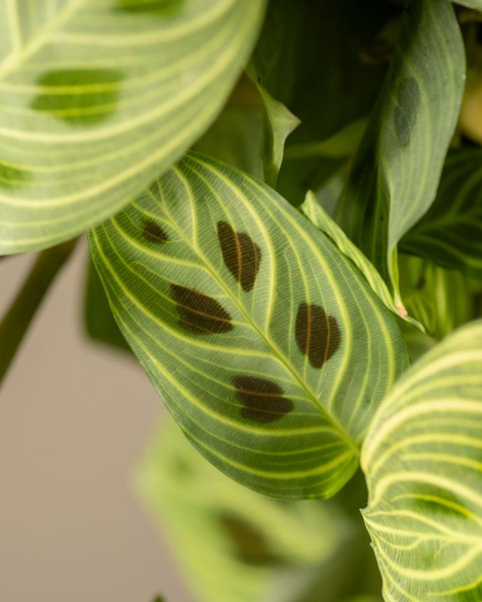 Maranta