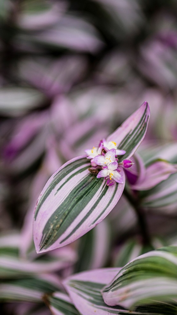 Wandering jew
