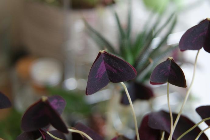 Oxalis
