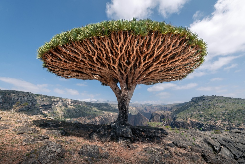 Dragon tree