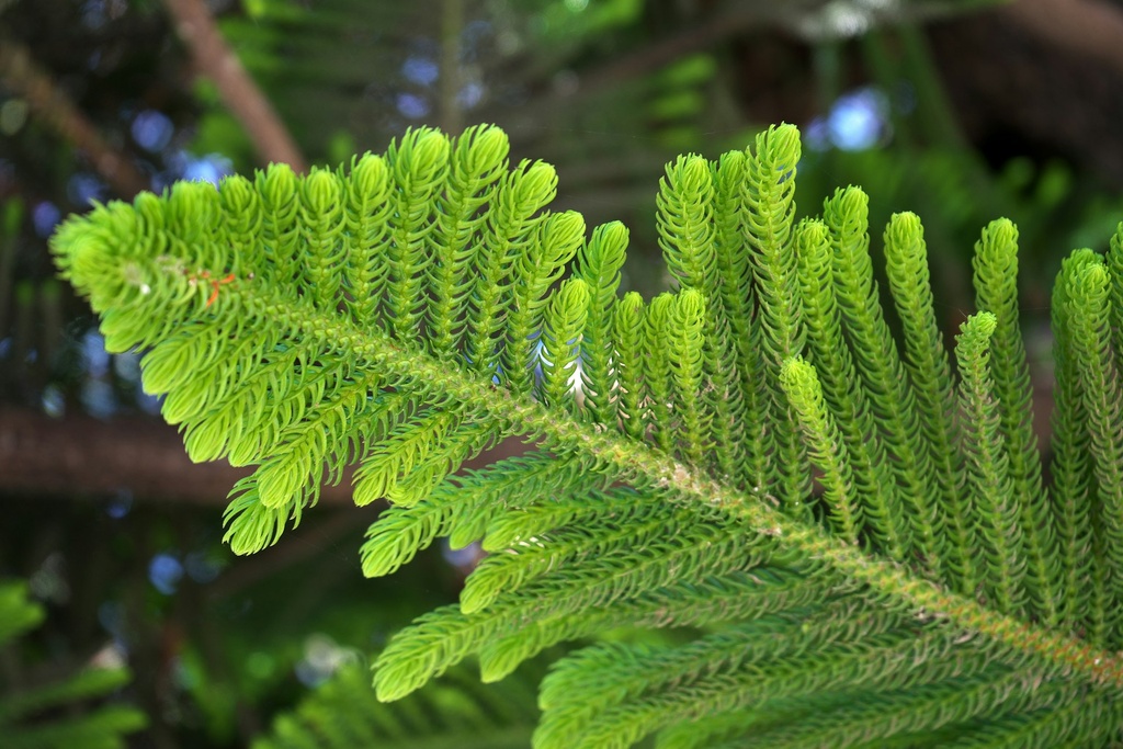 Norfolk island pine