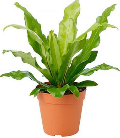 Birds nest fern