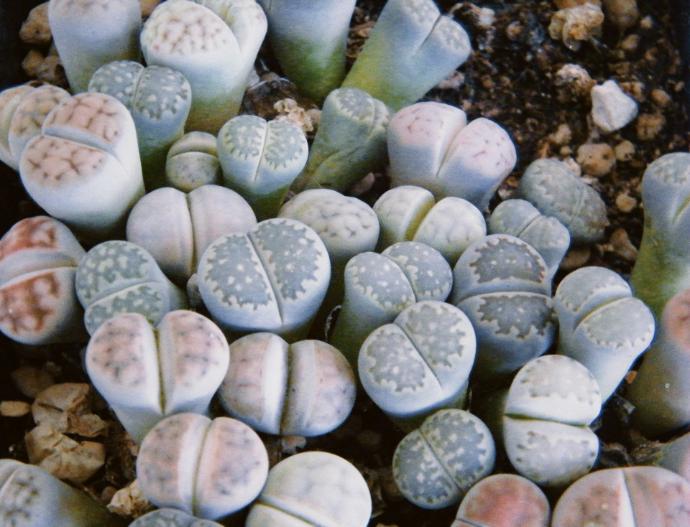 Lithops