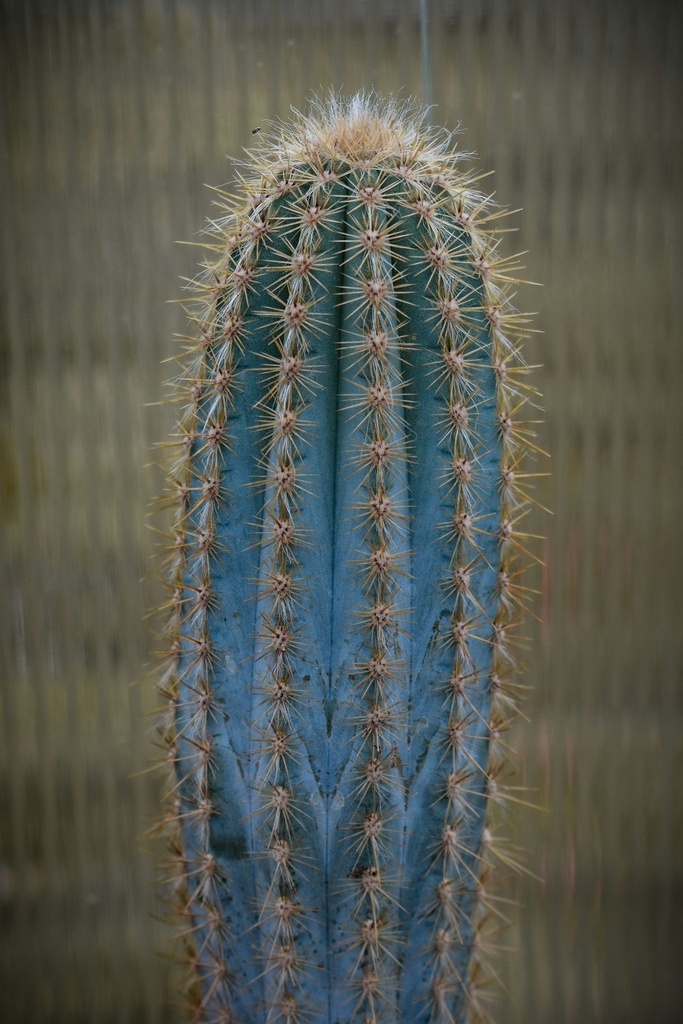 Torch cactus