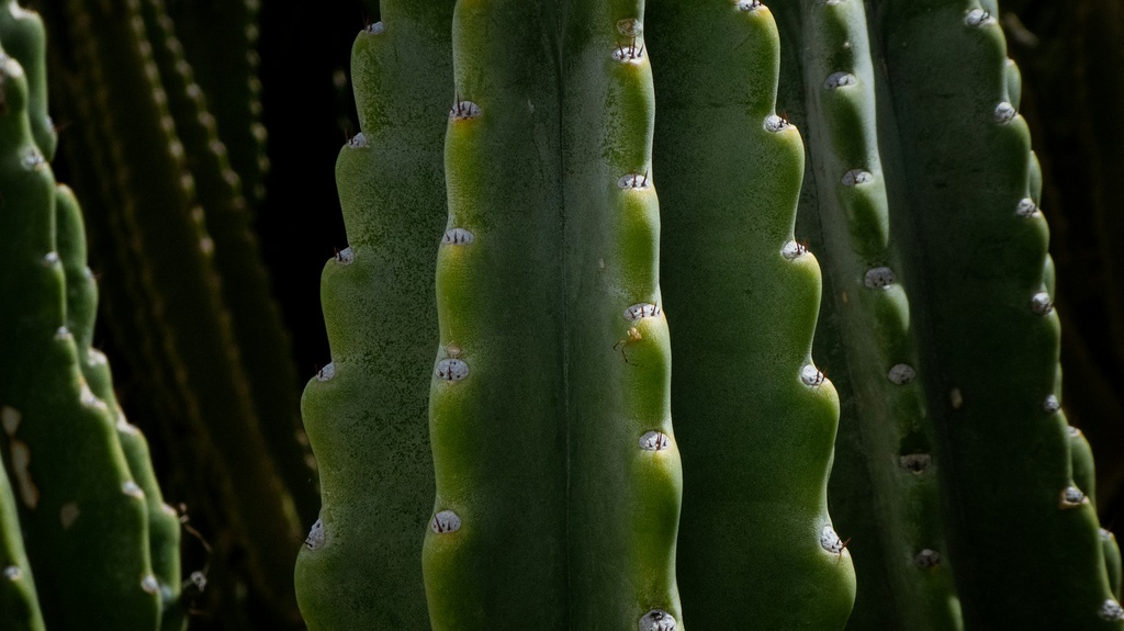 Fairy castle cactus
