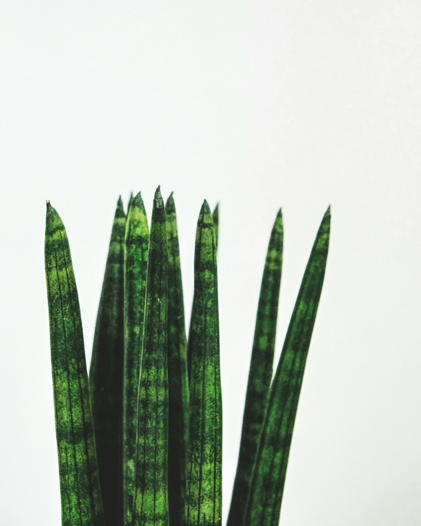 Sansevieria cylindrica