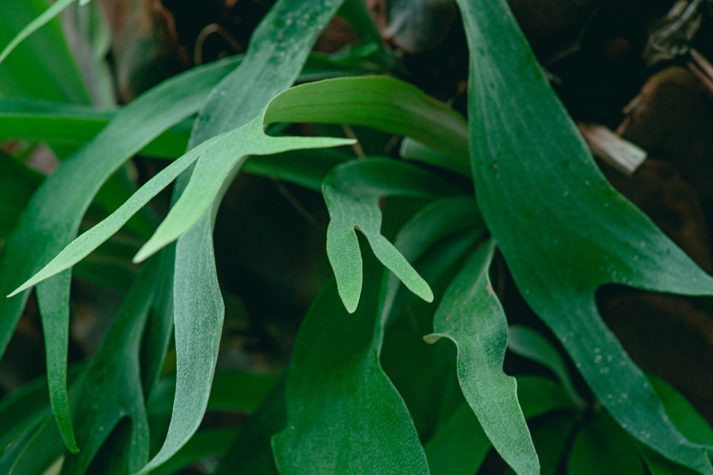 Staghorn fern